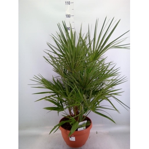 Chamaerops humilis