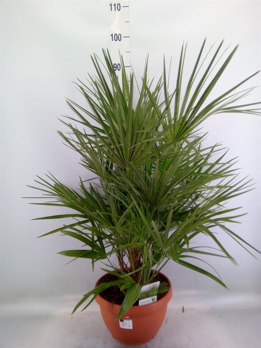 <h4>Chamaerops humilis</h4>