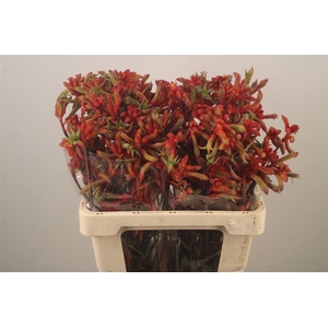 Anigoz Ramp Roy Slav