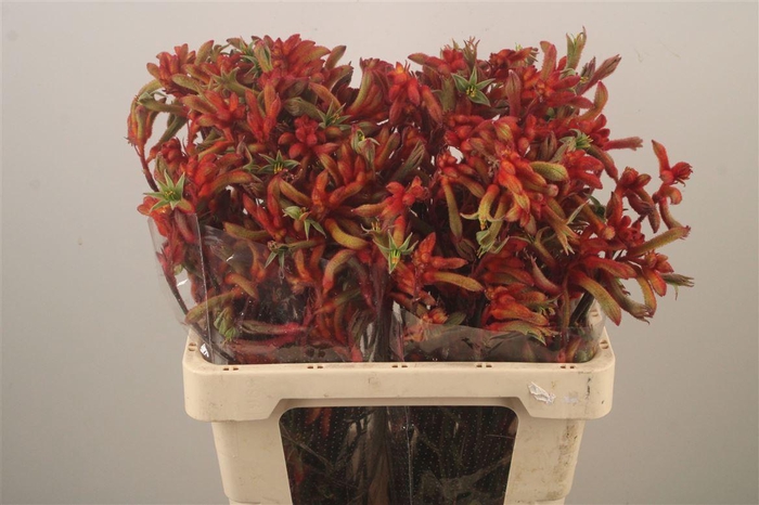 <h4>Anigoz Ramp Roy Slav</h4>