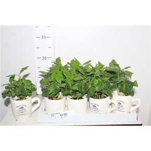 ** Coffea Arabica In Cups * Spring Deal *