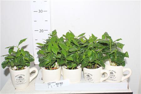 <h4>** Coffea Arabica In Cups * Spring Deal *</h4>