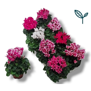 Cyclamen- SWEET PINK MIX