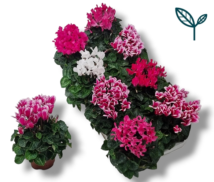 <h4>Cyclamen- SWEET PINK MIX</h4>