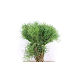 PINUS STROBUS