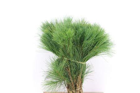 <h4>PINUS STROBUS</h4>