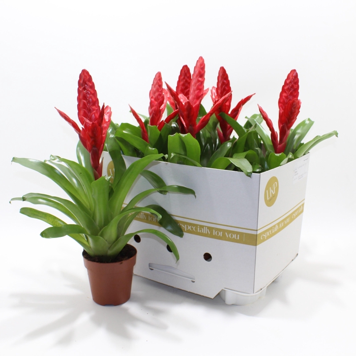 <h4>VRIES INTENSO RED</h4>