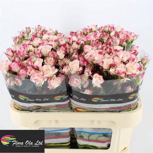 Rosa spray reflex