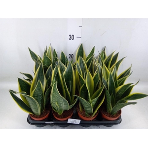 Sansevieria trifa.   ...