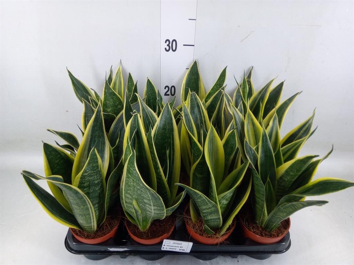 <h4>Sansevieria trifa.   ...</h4>