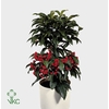 Ardisia Crenata 14Ø 45cm