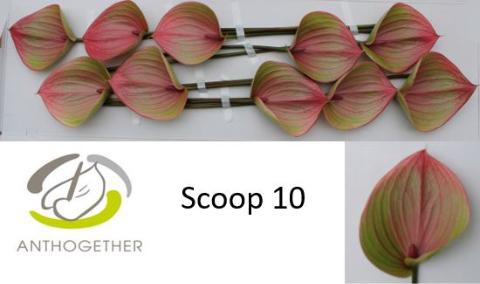 <h4>Anthurium Scoop</h4>