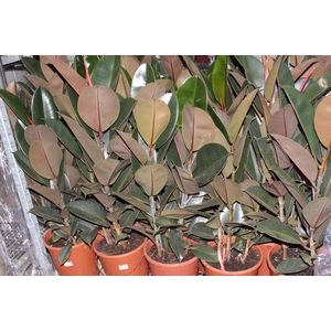 FICUS ELASTICA BURGUNDY P24