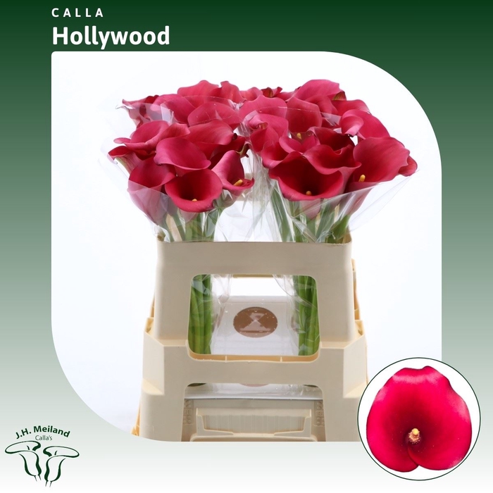 <h4>Calla Hollywood</h4>