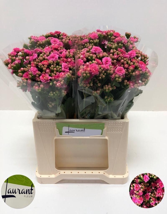 <h4>KAL SWE PINK MEADOW</h4>