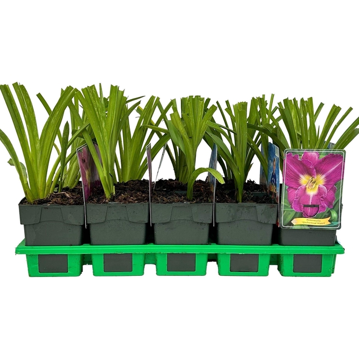 <h4>Hemerocallis</h4>