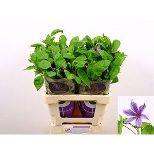 Clematis Amazing Havana Marginpar