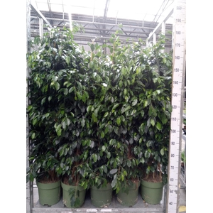 Ficus benja. 'Danielle'