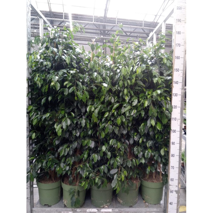 <h4>Ficus benja. 'Danielle'</h4>