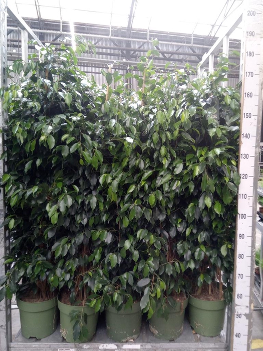 Ficus benja. 'Danielle'