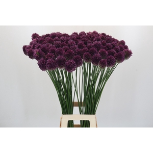 Allium Sphaerocephalon