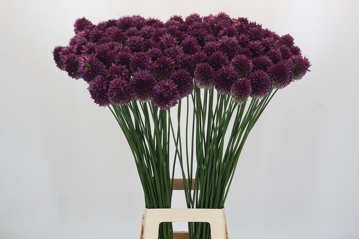 Allium Sphaerocephalon