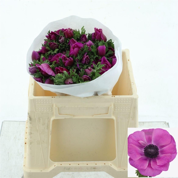 <h4>ANEM CO MIS + FUCSIA</h4>