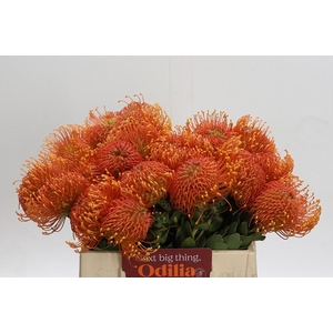 Nutans Ayoba Orange Zest