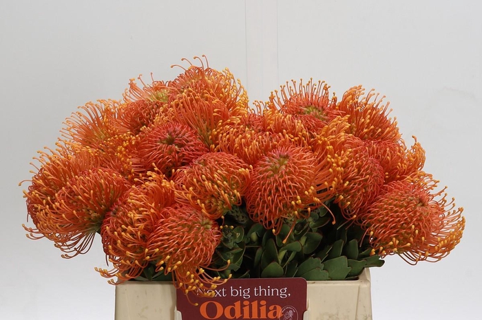 <h4>Nutans Ayoba Orange Zest</h4>