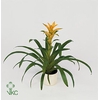 Guzmania Hilda (Decorum)