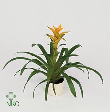 Guzmania Hilda Luxe Keramiek (Decorum)