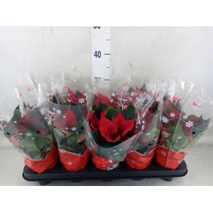 Euphorbia pulc. 'Christ Universe'