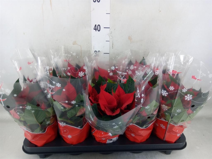 <h4>Euphorbia pulc. 'Christ Universe'</h4>