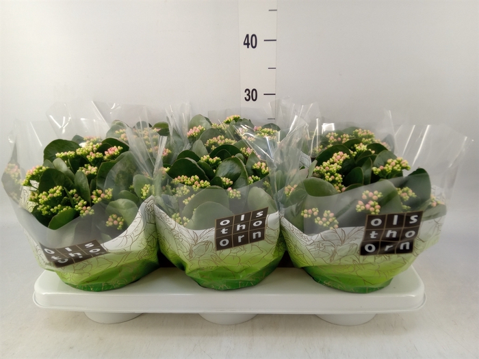 <h4>Kalanchoe blos. 'Calandiva Weaver'</h4>