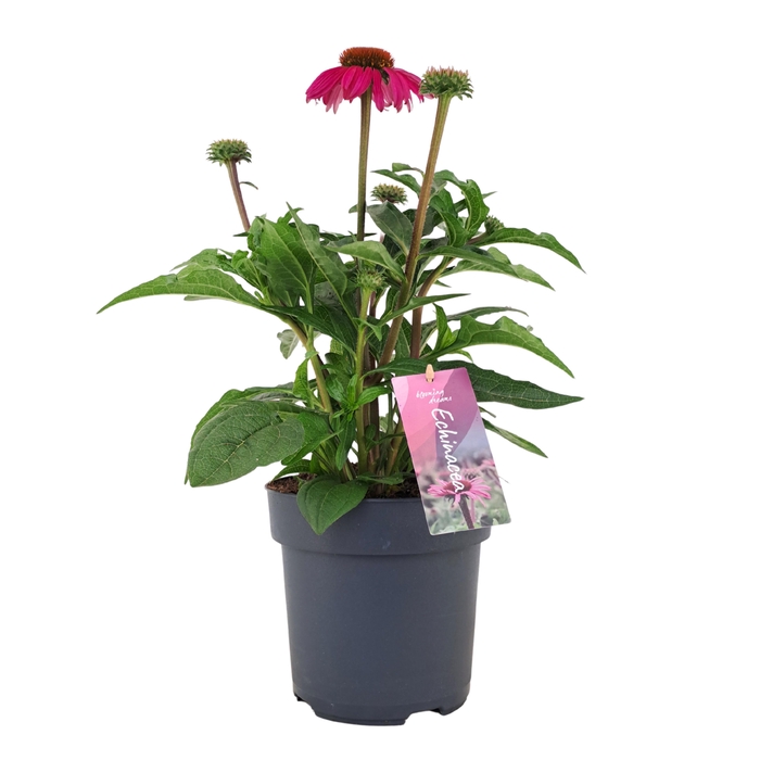 <h4>Echinacea Mooodz Courage p17 (PT)</h4>
