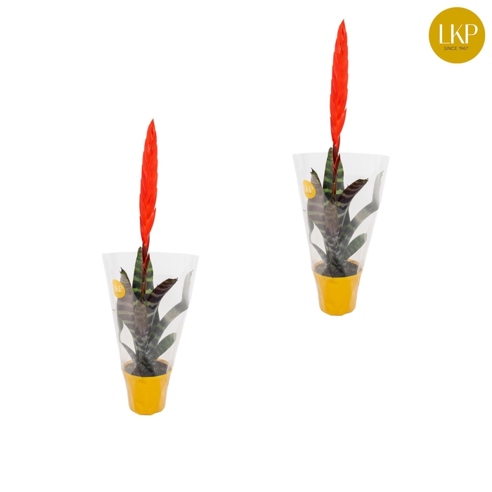 <h4>Vriesea Era Rood (Met Hoes)</h4>