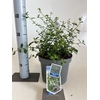 Ceanothus thyrsiflorus var. repens