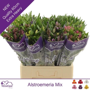 ALSTR MIX CONTAINER