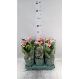 Anthurium  'Joli Duo'  ..mix in pot