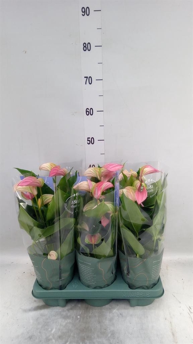 <h4>Anthurium 'Joli Duo' ..mix in pot</h4>