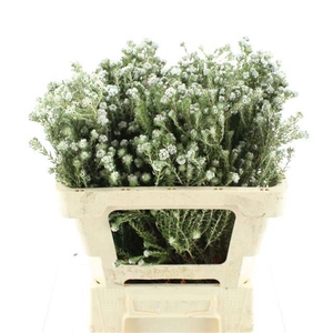 SNIJBLOEMEN OV