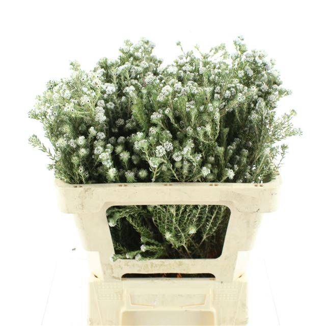 <h4>SNIJBLOEMEN OV</h4>