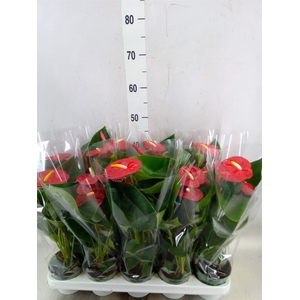Anthurium andr. 'Royal Champion'