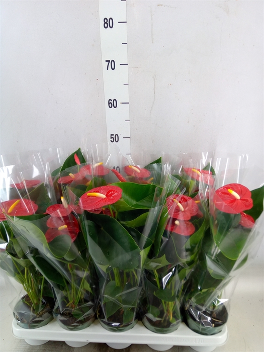 <h4>Anthurium andr. 'Royal Champion'</h4>