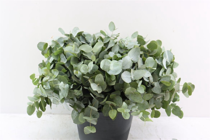 <h4>Euca Cinerea 45 Cm P Stem</h4>