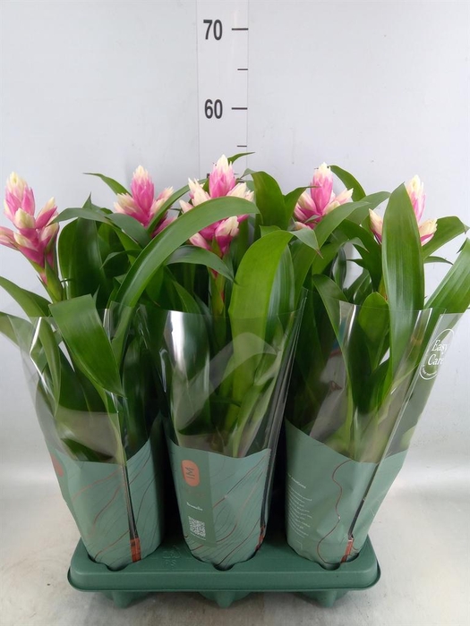 <h4>Guzmania  'Candy'</h4>