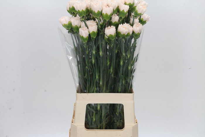 <h4>Dianthus St Brut</h4>
