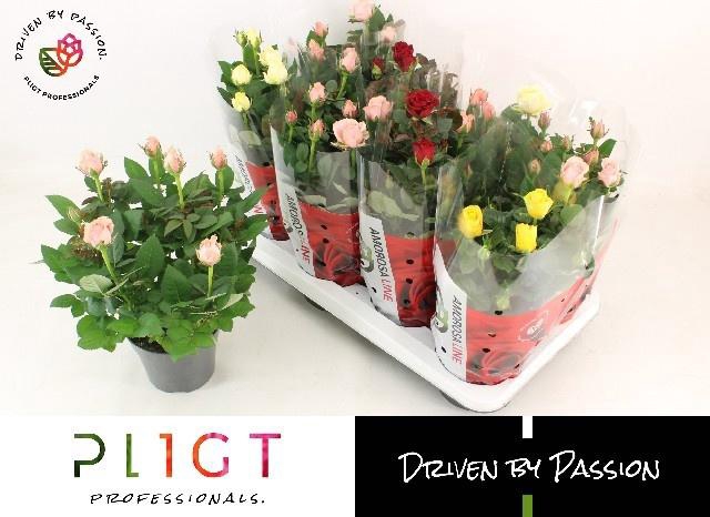 <h4>RO AMOROSA MIX P14</h4>