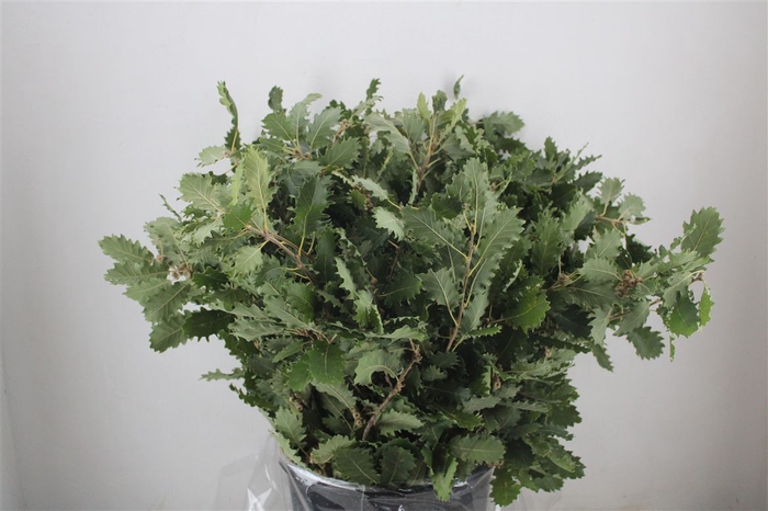 <h4>Eik Mini P Bunch</h4>