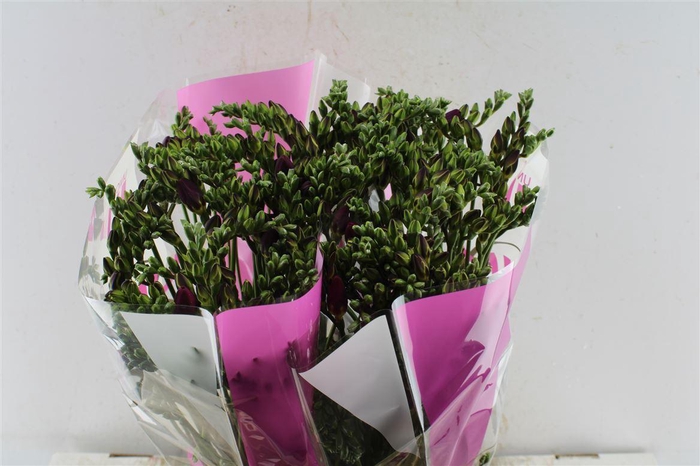 <h4>Fr Du Purple Rain</h4>